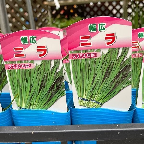 野菜苗 ニラ 3号ポット 2株