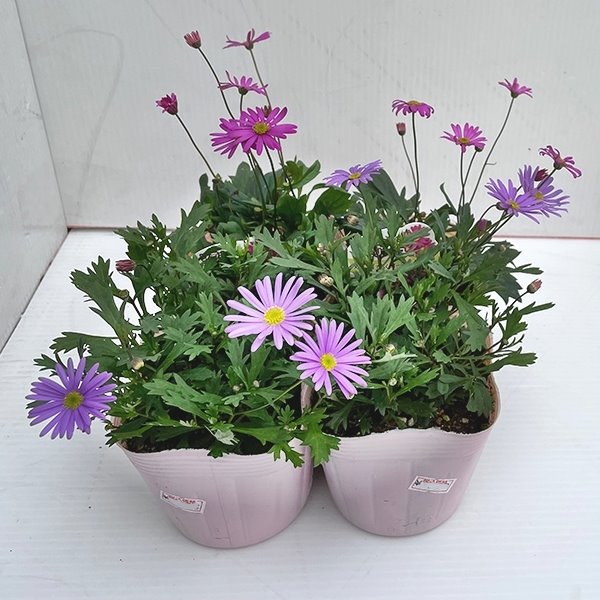 花苗 ブラキカム 3号ポット 2株