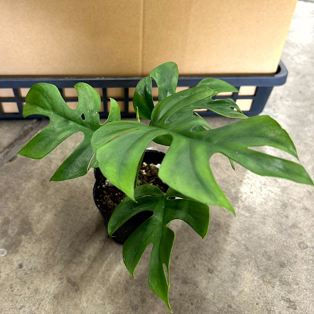 観葉植物 ヒメモンステラ 3号ポット 2株