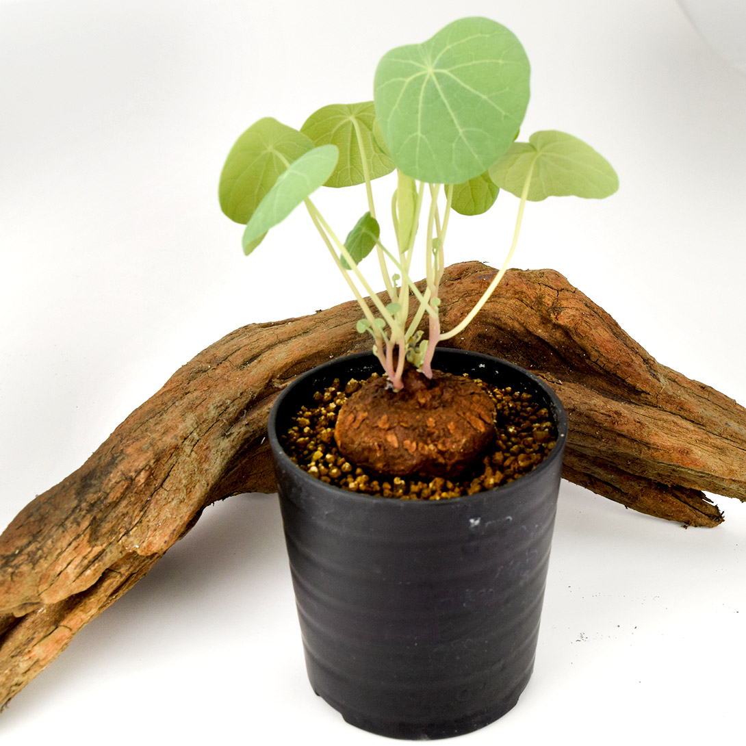 塊根植物 ステファニア エレクタ