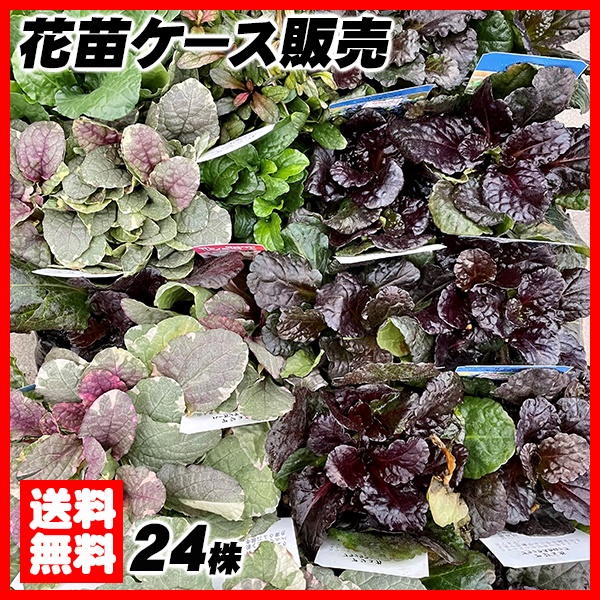 花苗大特価 アジュガ 苗 ケース販売 1ケース24株入り 送料無料