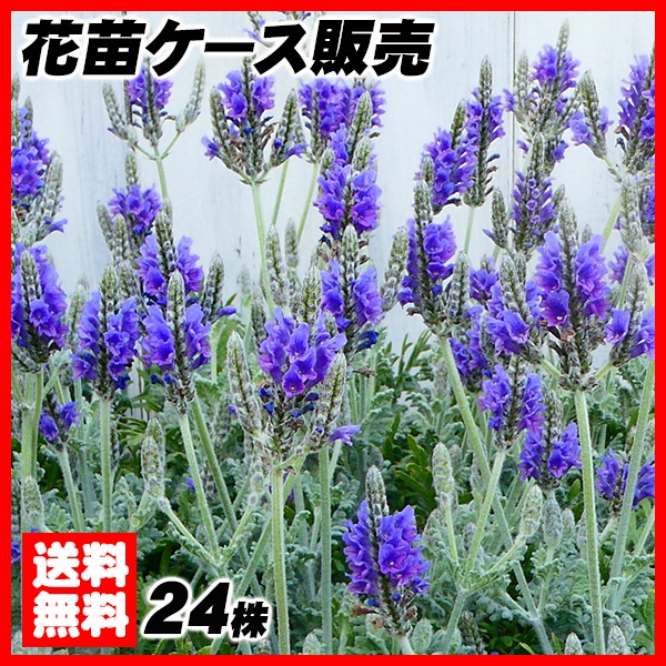 花苗大特価 レースラベンダー 苗 ケース販売 1ケース24株入り 送料無料