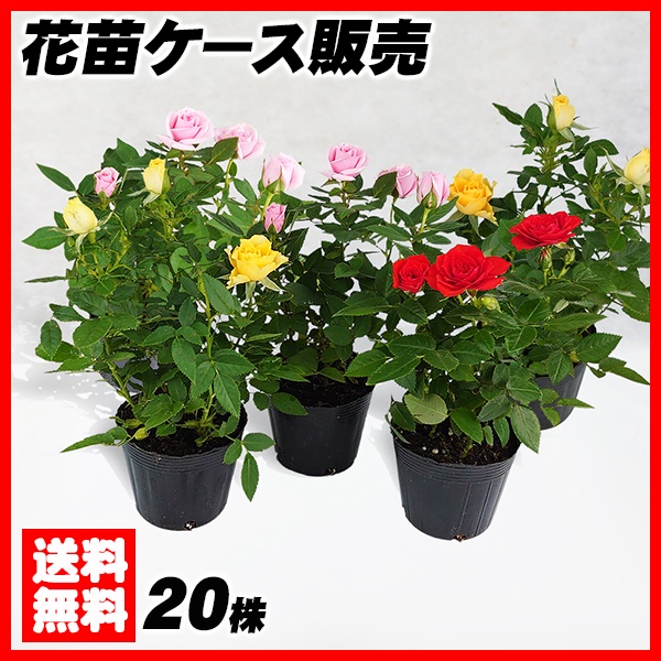 花苗大特価 ミニバラ 苗 ケース販売 1ケース20株入り 送料無料