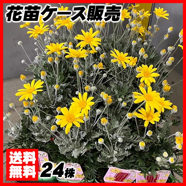 花苗大特価 ユリオプスデージー 苗 ケース販売 1ケース24株入り 送料無料
