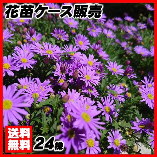 花苗大特価 ブラキカム 苗 ケース販売 1ケース24株入り 送料無料