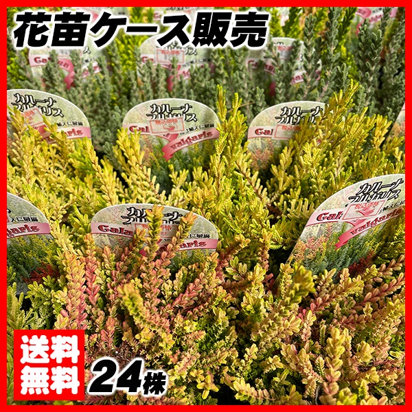 花苗大特価 カルーナ ブルガリス 苗 ケース販売 1ケース24株入り 送料無料