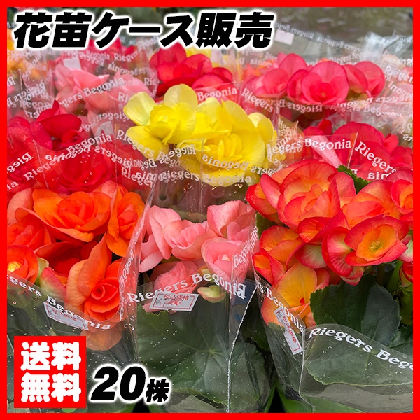 花苗大特価 リーガスベゴニア 苗 ケース販売 1ケース20株入り 送料無料