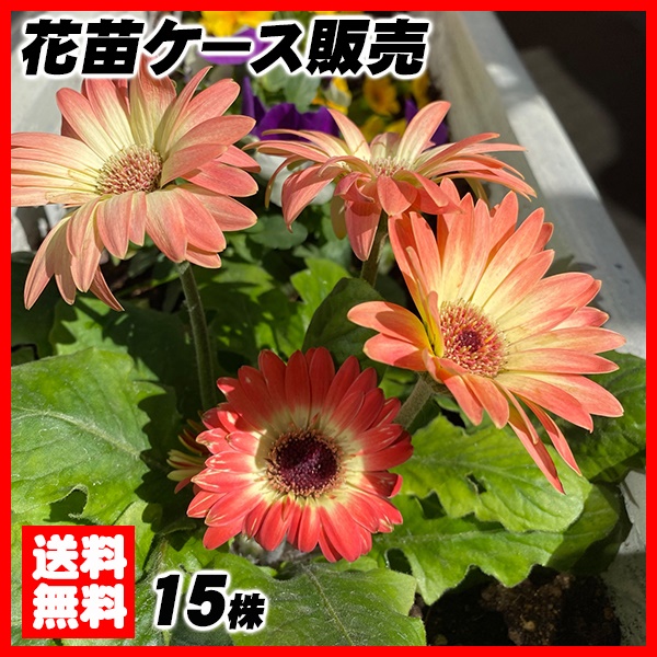 花苗大特価 ミニガーベラ 苗 ケース販売 1ケース15株入り 送料無料