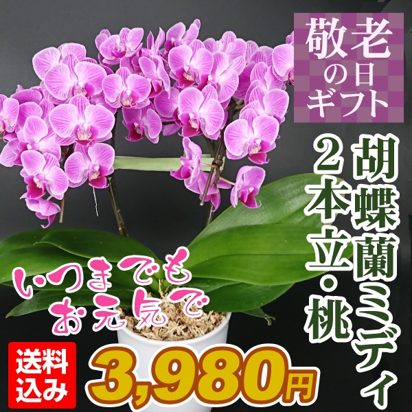 敬老の日 ギフト 胡蝶蘭 2本立コチョウランミディ 桃色系 1鉢 送料込み