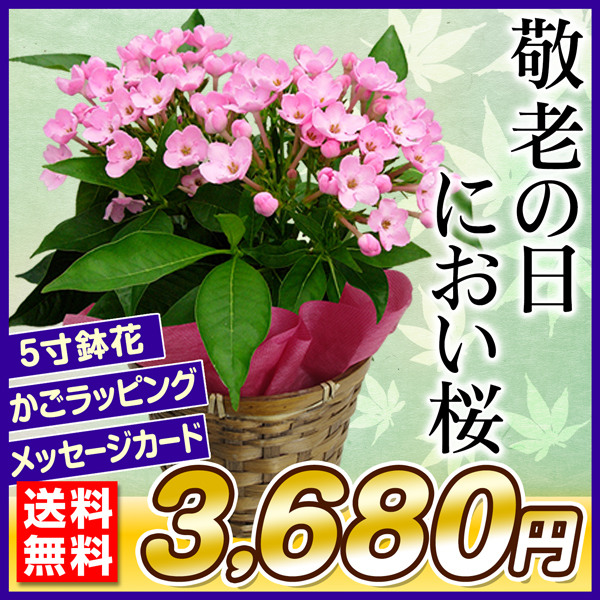敬老の日 ギフト におい桜 鉢花 5寸 かご入り 1鉢 送料無料