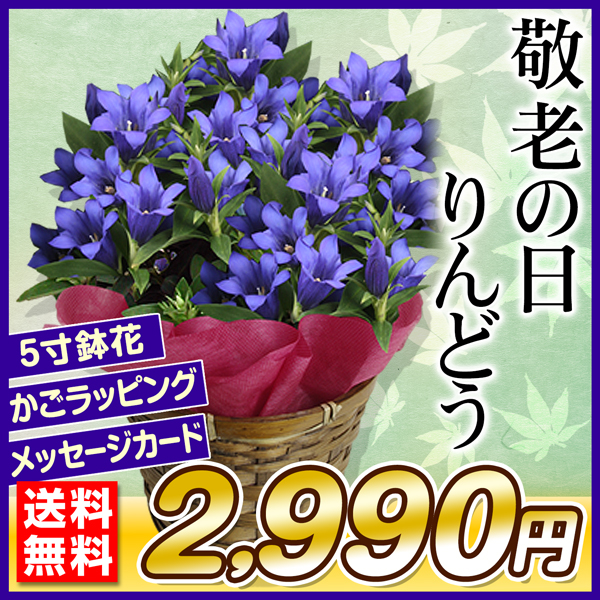 敬老の日 ギフト りんどう 鉢花 シャインブルーアシロ 5号 かご入り 1鉢 送料無料