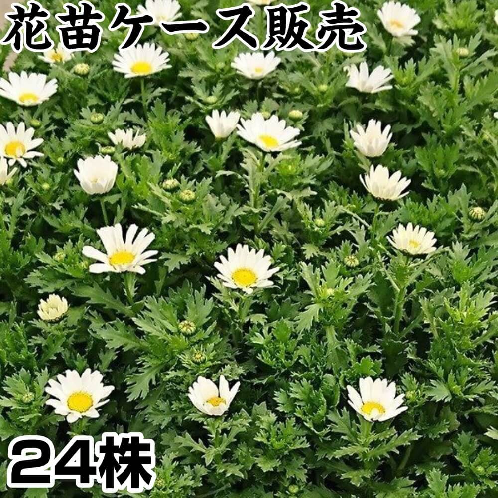 花苗ケース販売 ノースポール 3号ポット 1ケース24株入り 送料無料