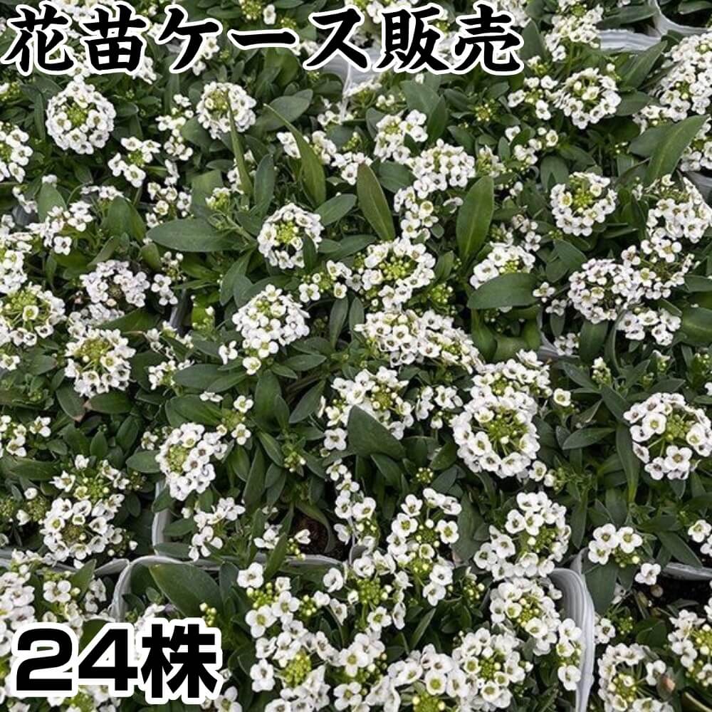 花苗ケース販売 アリッサム 3号ポット 1ケース24株入り 送料無料