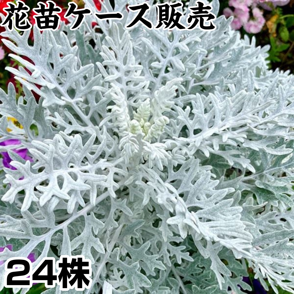 花苗ケース販売 シロタエギク 3号ポット 1ケース24株入り 送料無料