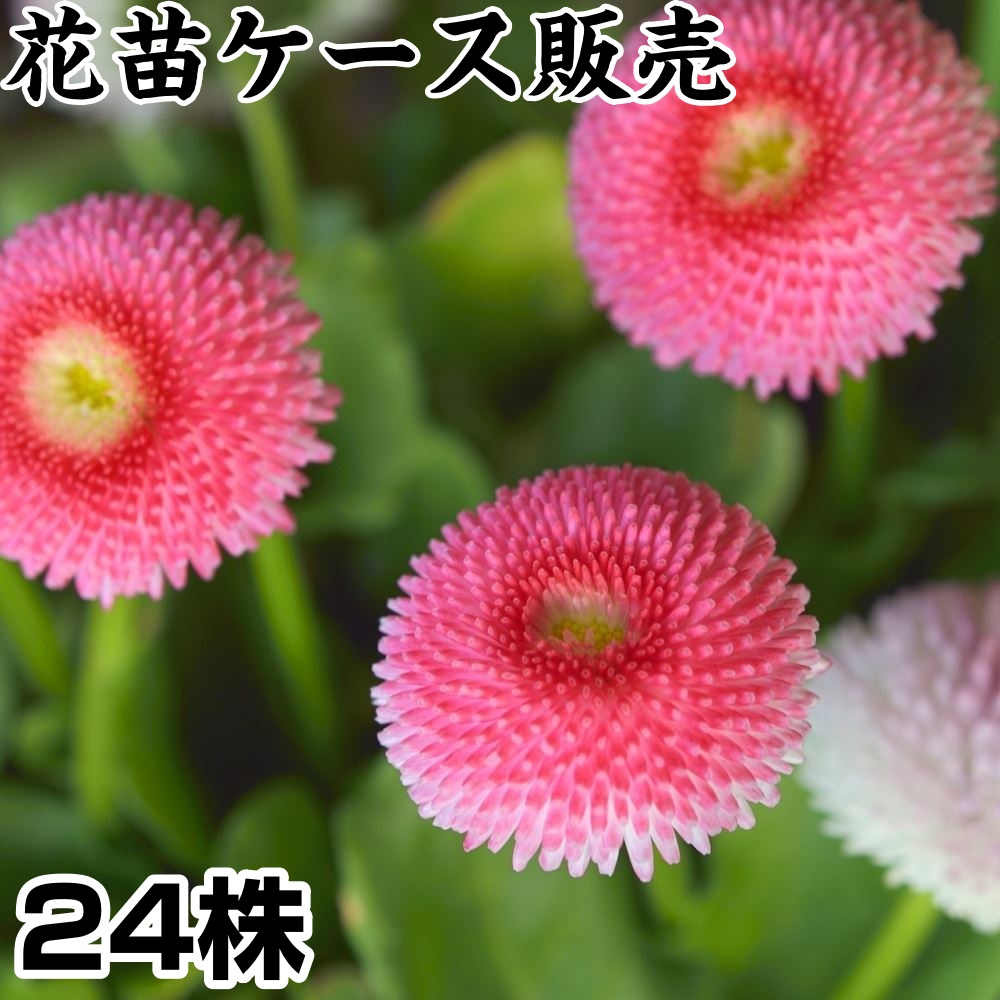 花苗ケース販売 ポンポンデージー 3号ポット 1ケース24株入り 送料無料