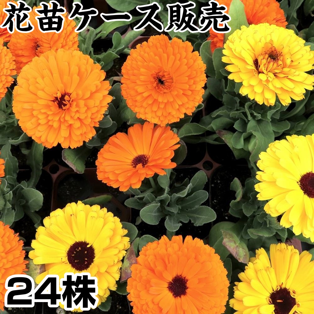 花苗ケース販売 キンセンカ 3号ポット 1ケース24株入り 送料無料