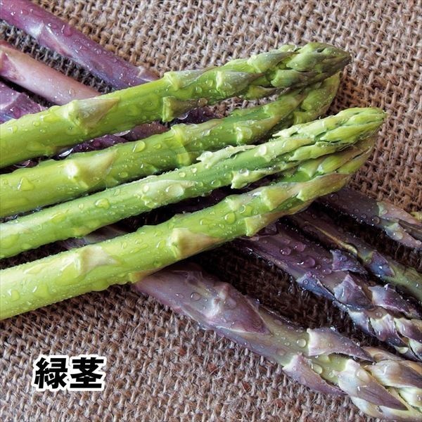有用植物苗 アスパラガス 大株 ウェルカム