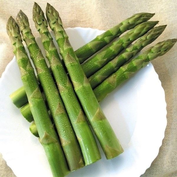 有用植物苗 アスパラガス ゼンユウガリバーR