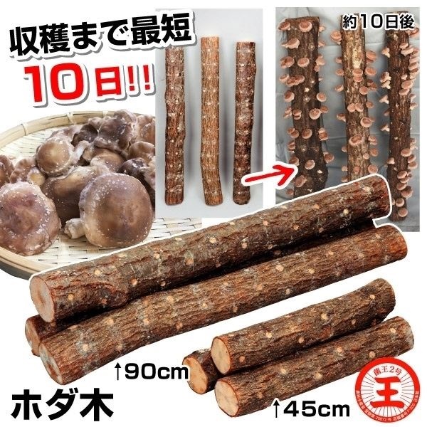 有用植物苗 しいたけ 完熟ホダ木 ホダキングしいたけ 45cm 1本