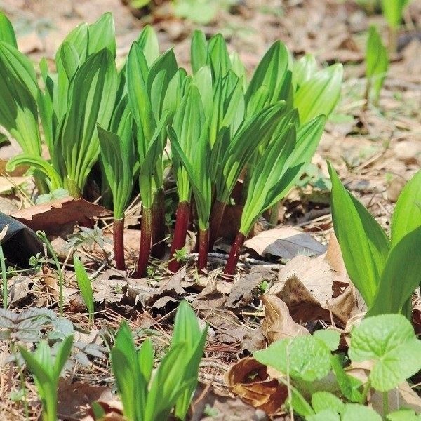 有用植物苗 山菜 行者ニンニク