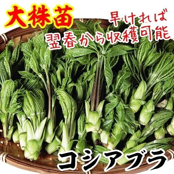 山菜 大株コシアブラ