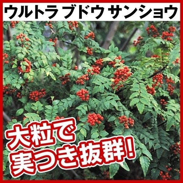 有用植物苗 サンショウ ウルトラブドウサンショウ 1株