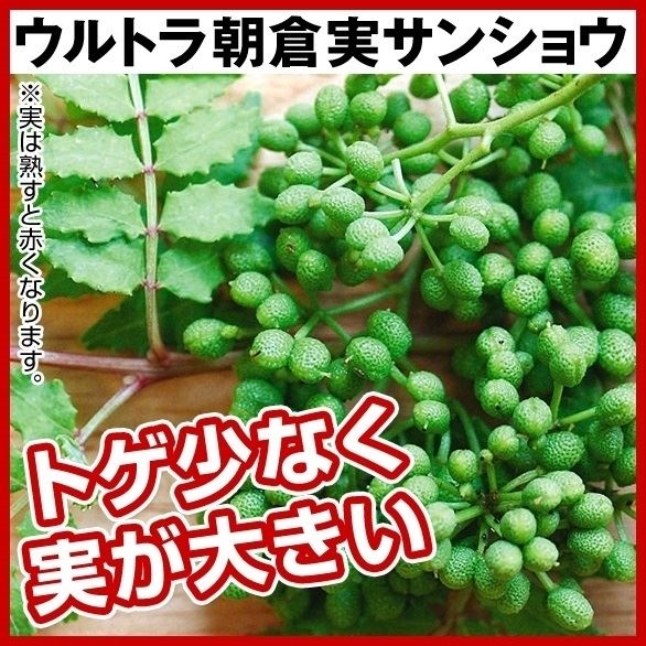 有用植物苗 サンショウ ウルトラ朝倉実サンショウ 1株