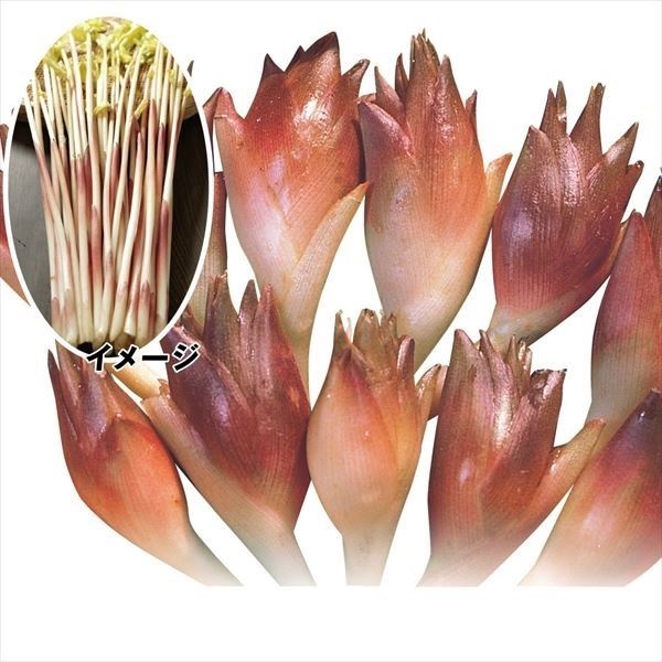 有用植物苗 ミョウガセット 3種12株