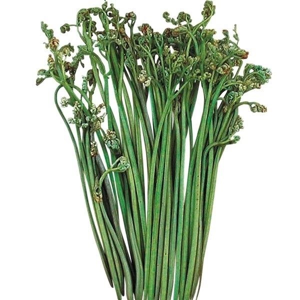 有用植物苗 山菜 ワラビ