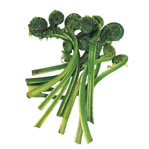 有用植物苗 山菜 こごみ 3株