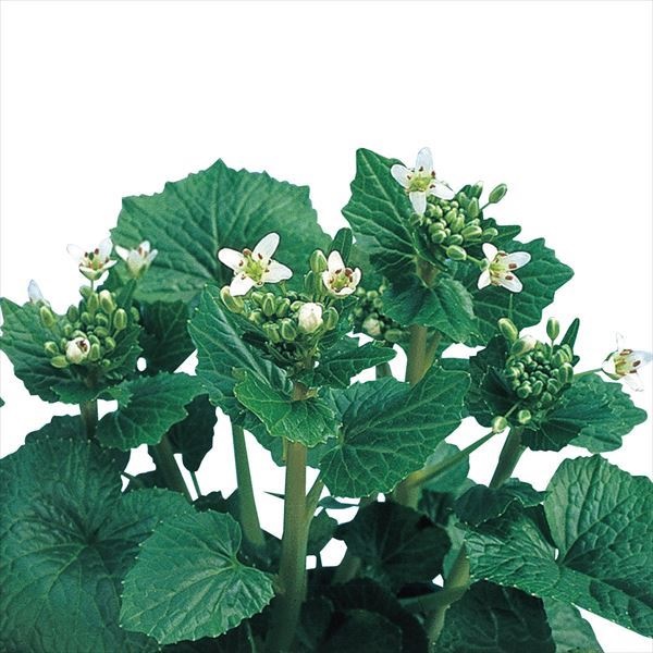 有用植物苗 畑ワサビ 2株