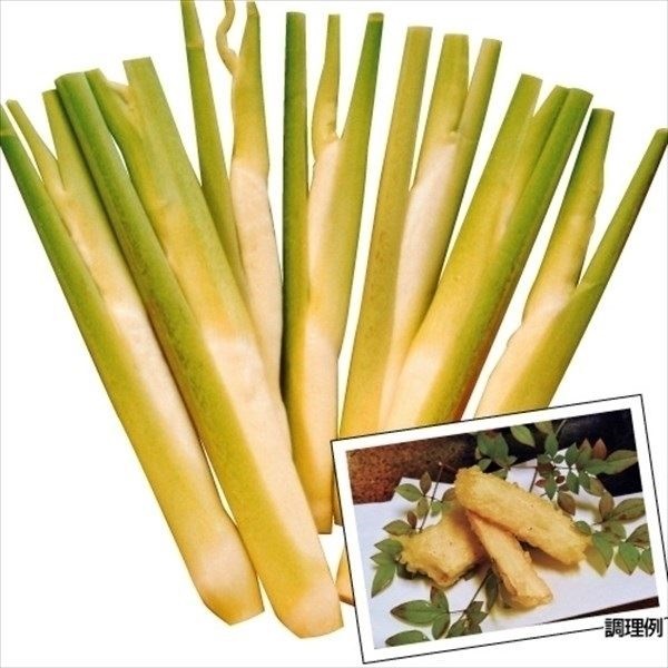 有用植物 山菜苗 マコモダケ