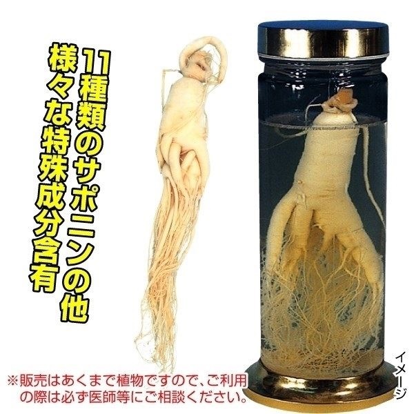 有用植物苗 朝鮮人参