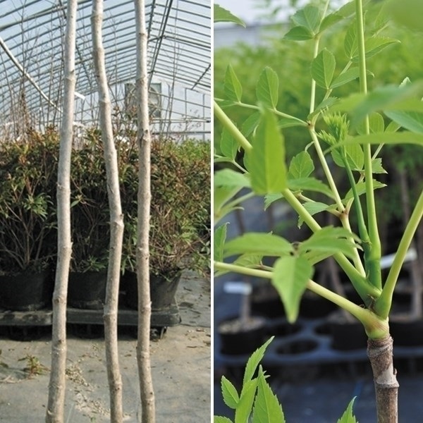 有用植物 山菜苗 トゲなしタラの木 1株