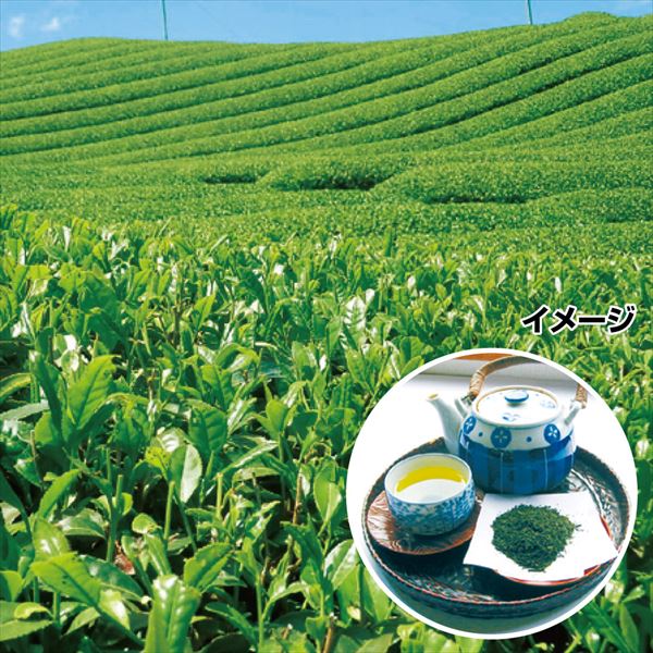 有用植物苗 お茶の木 ベニフウキ 2株
