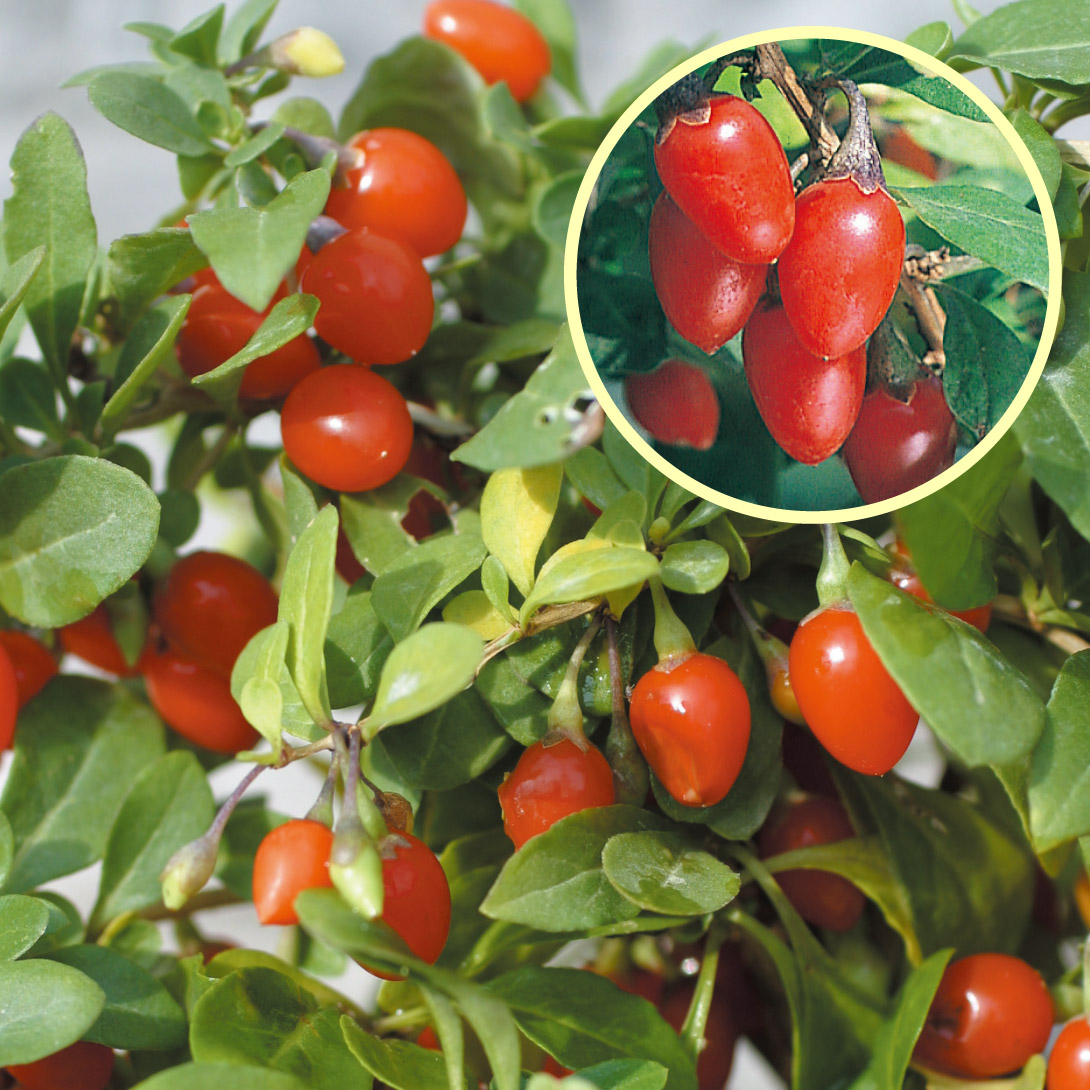 有用植物苗 クコの実 千成