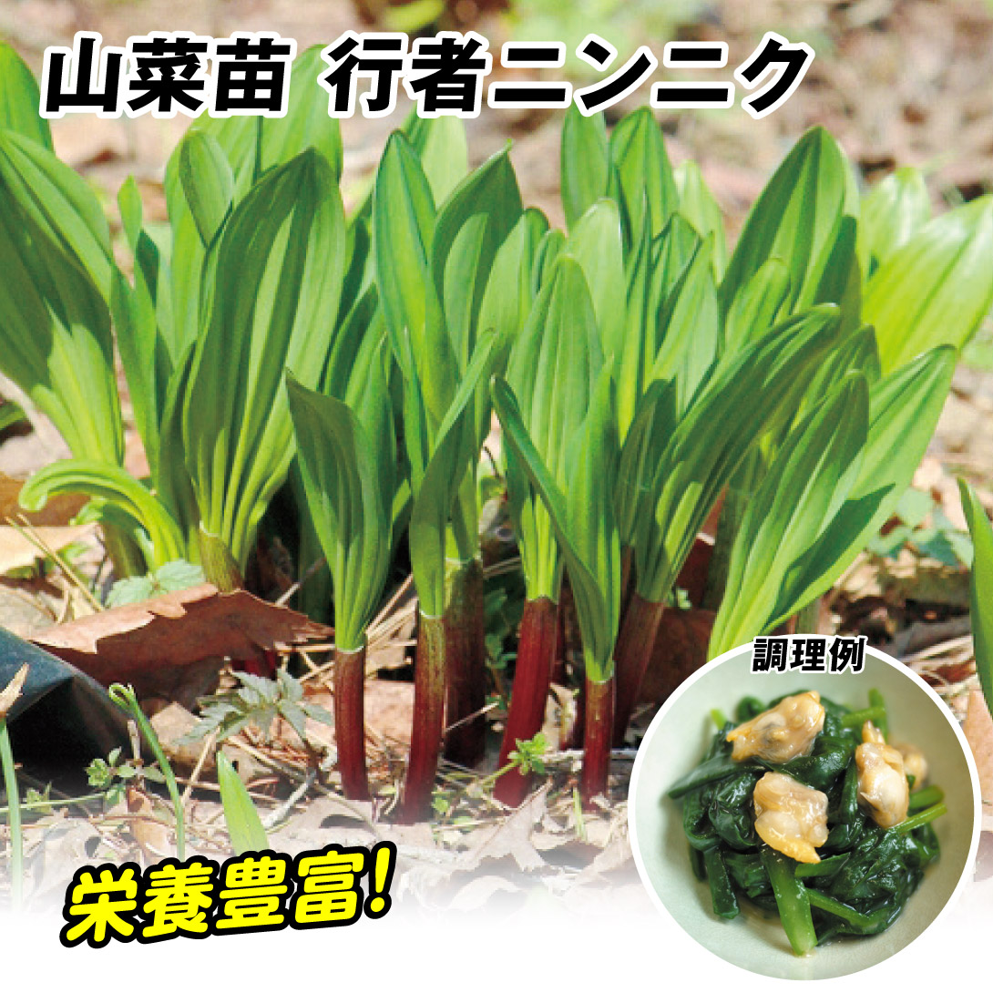 有用植物苗 行者にんにく