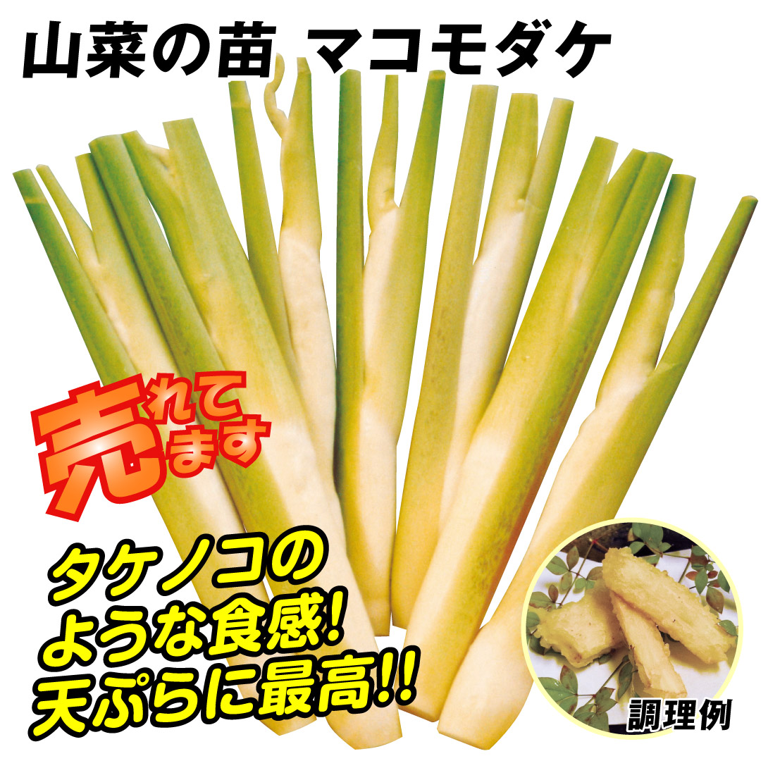 有用植物苗 マコモダケ 2株