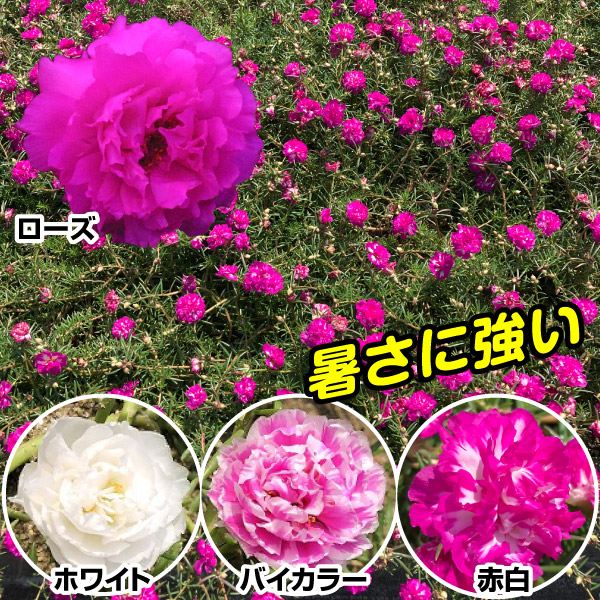 花苗 マツバボタン みちくさ 小輪 八重マツバボタン 4色セット 4種4株