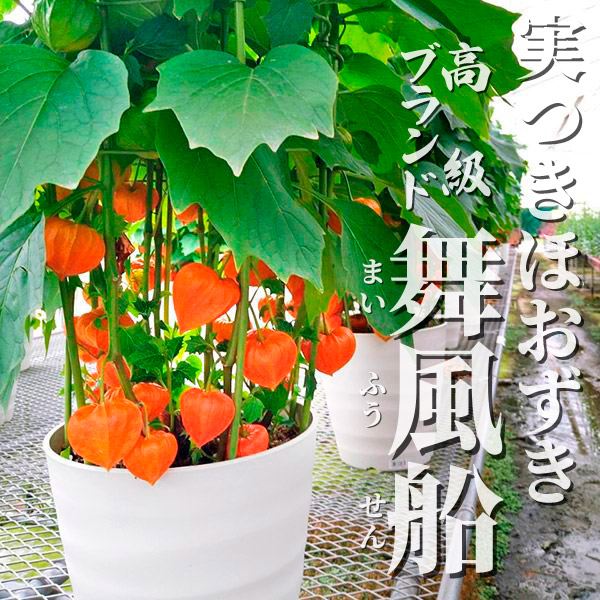 花苗 実つき ほおずき 舞風船 1鉢