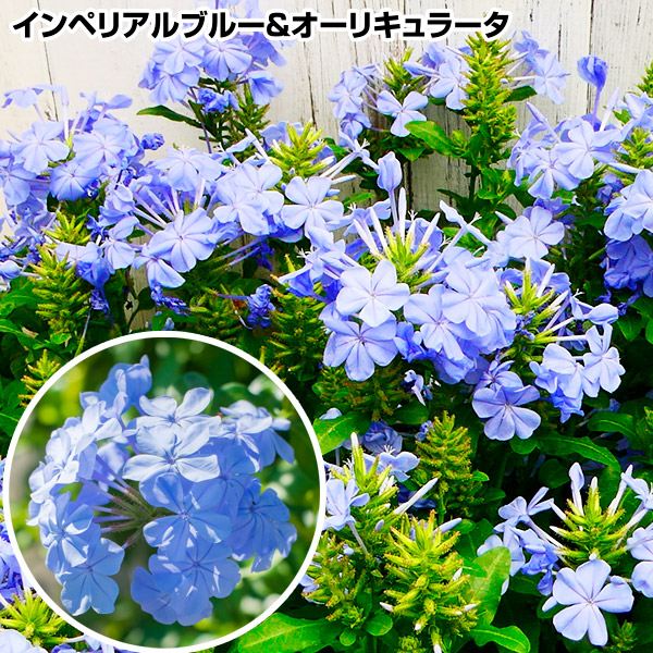 花苗 プルンバーゴ (ルリマツリ) セット 2種2株