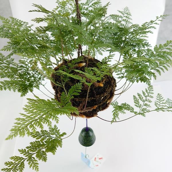 観葉植物 国産つりしのぶ 1個 風鈴付 送料無料