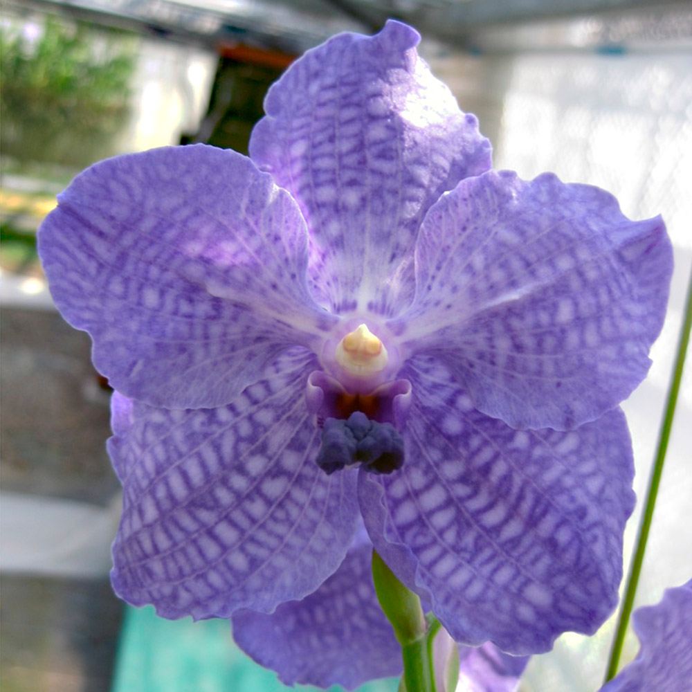 ラン苗 バンダ ヴィチャイ×セルレア 開花見込み株 1株