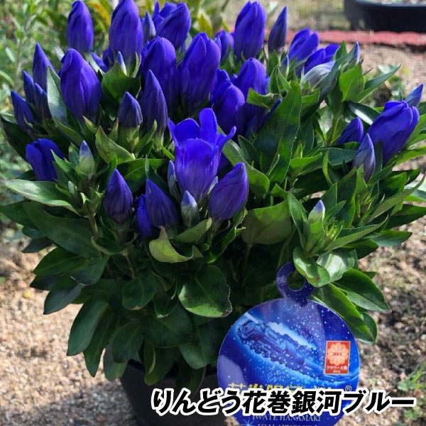 花苗  りんどう リンドウ りんどう花巻銀河ブルー １株