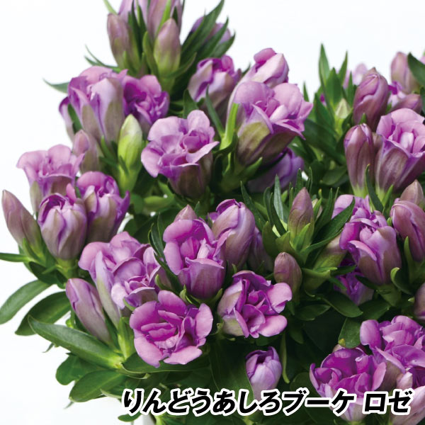 花苗  りんどう リンドウ りんどうあしろブーケ　ロゼ１株