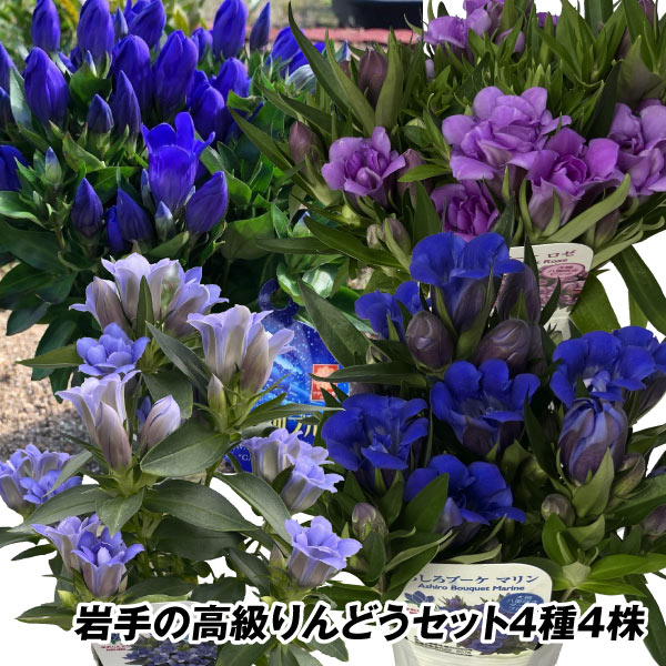 花苗  りんどう リンドウ 岩手の高級りんどうＳ　４種４株