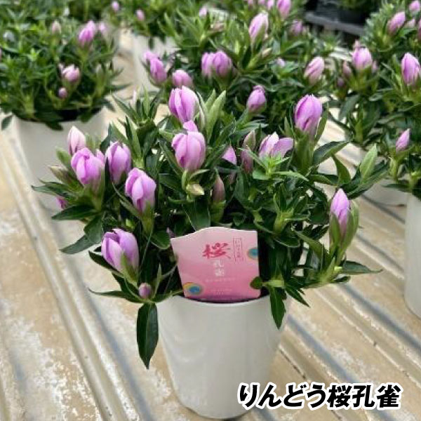 花苗  りんどう リンドウ りんどう　桜孔雀 １株