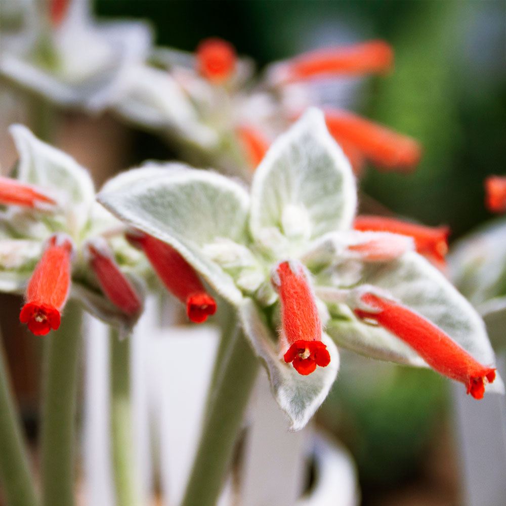 花苗 塊茎植物 シンニンギア 断崖の女王 2株
