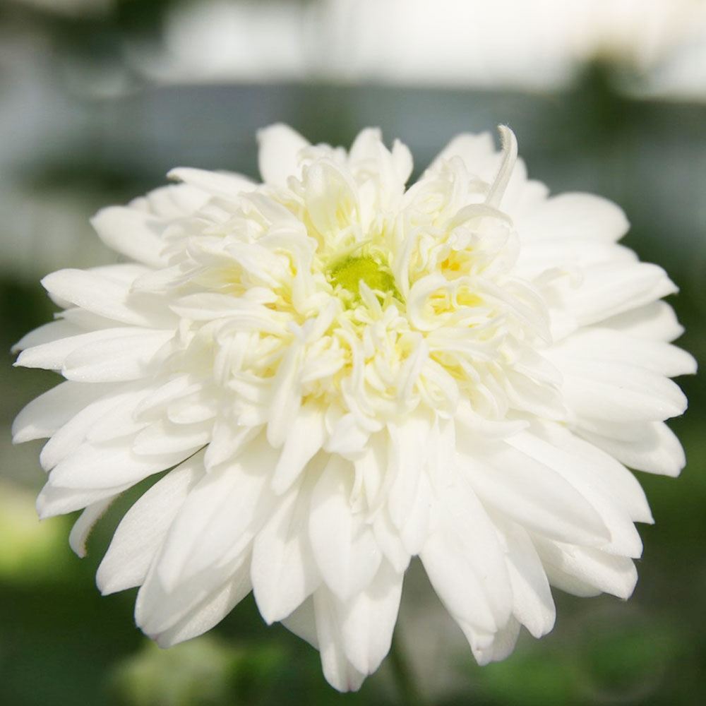 花苗 秋明菊 白八重 2株