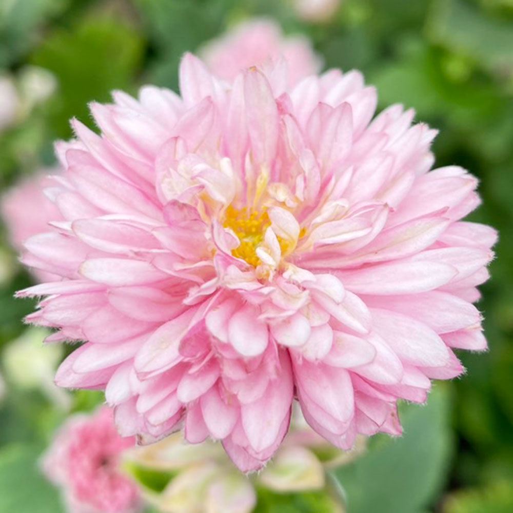 花苗 秋明菊 桃八重 2株